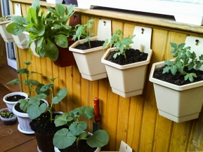 Как организовать мини-огород на подоконнике Как организовать мини-огород на подоконнике