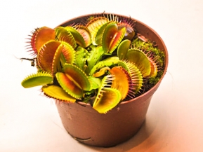 Хищные растения на подоконнике Хищные растения на подоконнике