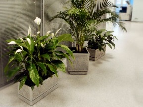 Озеленение офисных помещений Озеленение офисных помещений