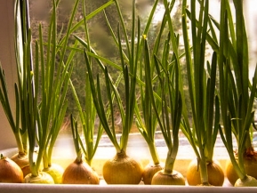 Как вырастить зеленый лук на подоконнике? Как вырастить зеленый лук на подоконнике?
